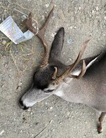 2025Buck.jpg