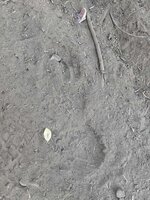 IMG_1514.jpeg