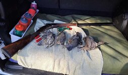 Birds.jpg