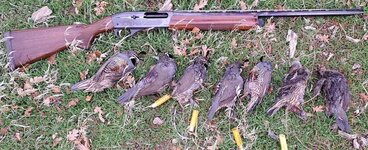 Quail with 11-87.jpg Quail with 11-87.jpg