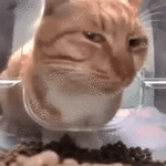 chinese-cat-side-eye.gif