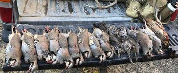 Oregon Chukar.jpg