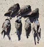 20241115 Quail.jpg
