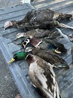 IMG_0106.jpeg