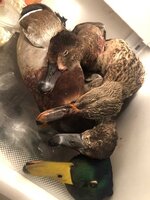 IMG_4069.jpeg
