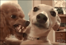 IMG_9185.gif IMG_9185.gif