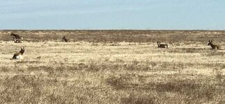 Antelope.jpg