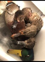 IMG_4504.jpeg