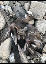 IMG_4505.jpeg