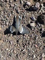 IMG_6005.jpeg