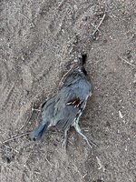 IMG_5990.jpeg