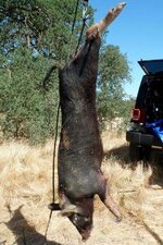 pig-005_zps75fa4444.jpg pig-005_zps75fa4444.jpg