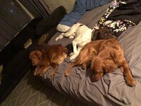 IMG_4334.jpeg