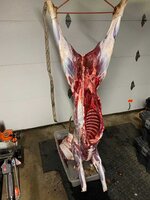 DressingDeer1.jpg