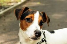jrt pup.jpg