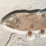 coelacanth