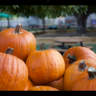 pumpkin patch