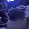 snuggles