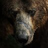 BigBear