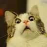 justsumdude