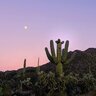 Saguaro