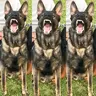 k9wulfe