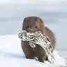 Glonky