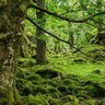 mossy