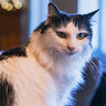 weaponized_cat