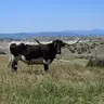 Indian valley headhunter
