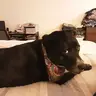 CaliPirate
