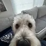 TurkeyLurkyDingDong