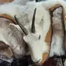 BIGOX
