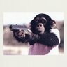 rabidmonkey