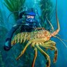 Scubabugdiver