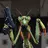 SlayingMantis