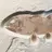 coelacanth