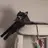 SlowMoe